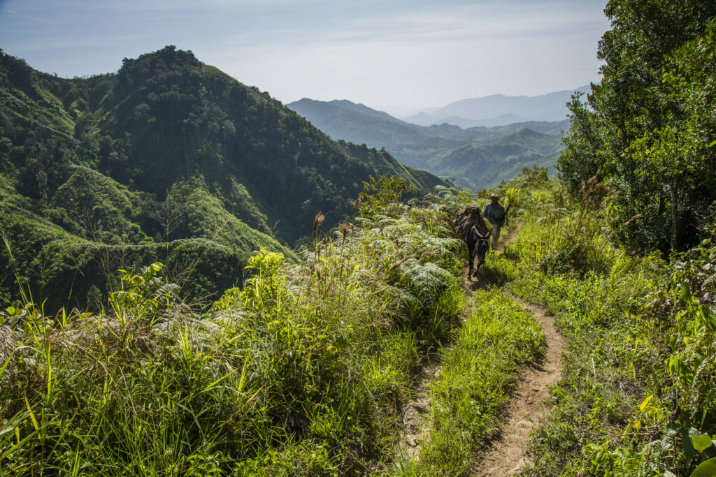 Skov i Yaruca, Atlantida, Honduras