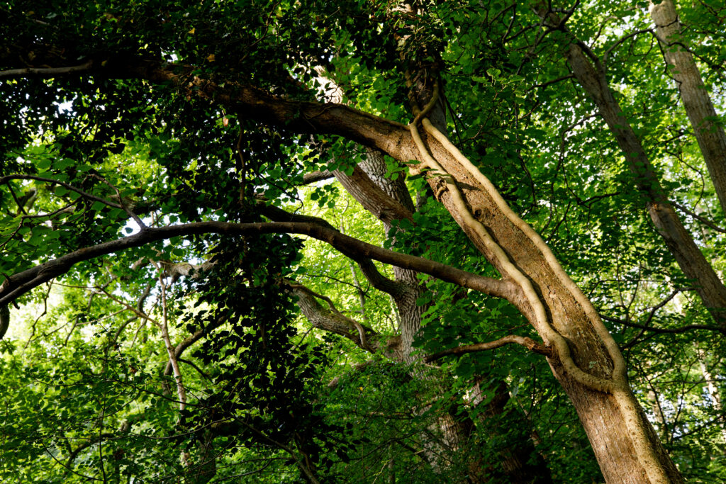 Frejlev skov af Jesper Edvarsen