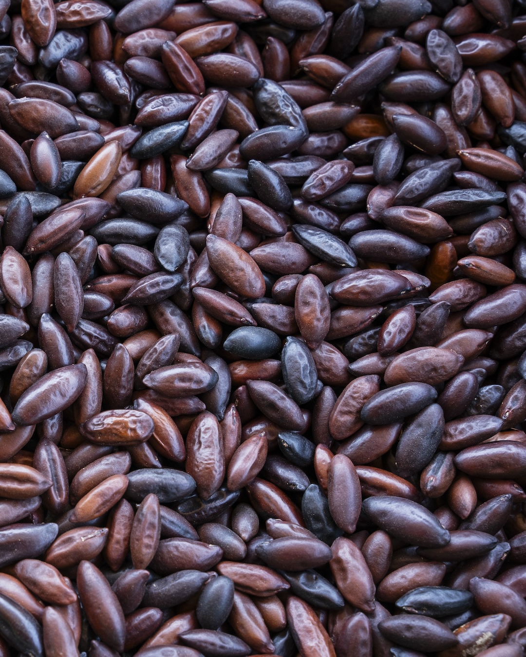 Barunødder fra Cerradoen i Brasilien