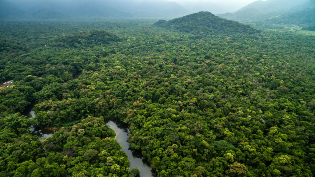 Amazonfloden med kraftig vandmængde og brede bredder omgivet af tæt regnskov. Det illustrerer, hvorfor floden regnes som verdens vandrigeste flod med enorm betydning for klima og natur.